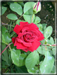 foto Rose